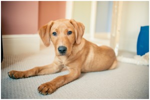 Red fox labrador puppy